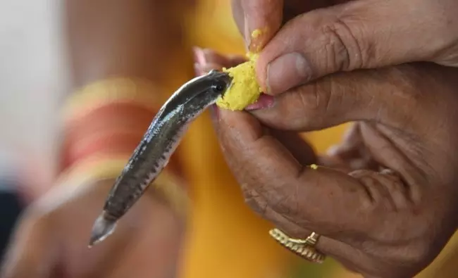 Hyderabad: Fish Prasadam To Be Given on June 8 Hyderabad: Fish Prasadam To Be Given on June 8