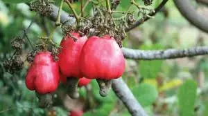 Tribal cashew farmers earn Rs 76,46,960 in one month Tribal cashew farmers earn Rs 76,46,960 in one month