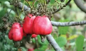 Tribal cashew farmers earn Rs 76,46,960 in one month