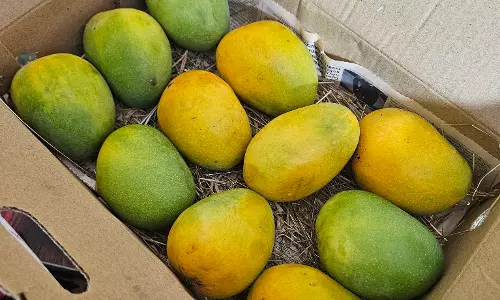 Nutritionists warn against artificially ripened mangoes