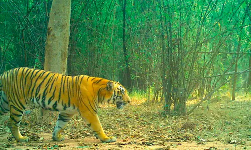 Tiger Habitat to be Developed in Vacated Adilabad Villages