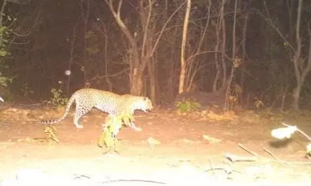 Telangana: Ethanol plant proposal in tiger corridor cause for concern