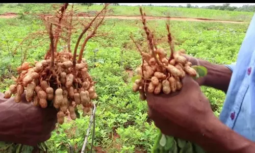 Groundnut seed distribution in Anantapur district from May 24