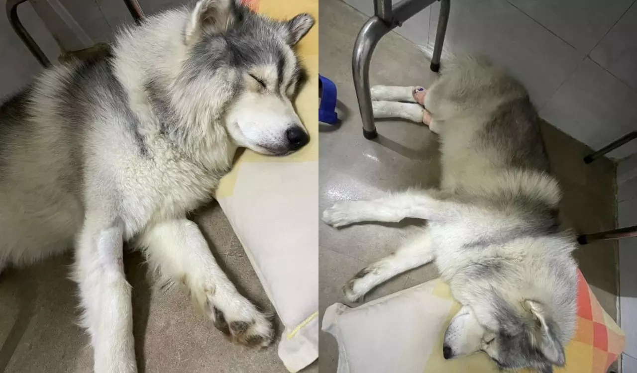 Hyderabad: Support Pours in for Brutally Bashed Pet Dog Hyderabad: Support Pours in for Brutally Bashed Pet Dog