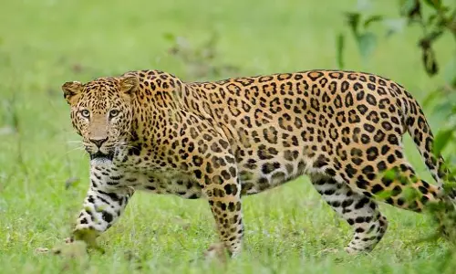Leopard sightings spark fear in Srisailam
