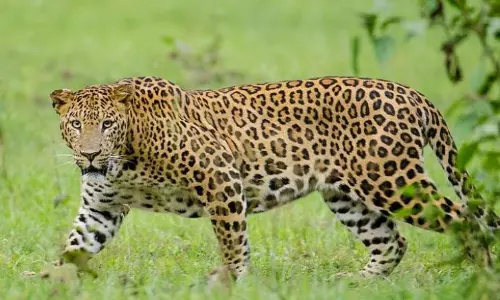 Foresters track pugmarks of leopard found at Kadiyam nursery in East Godavari