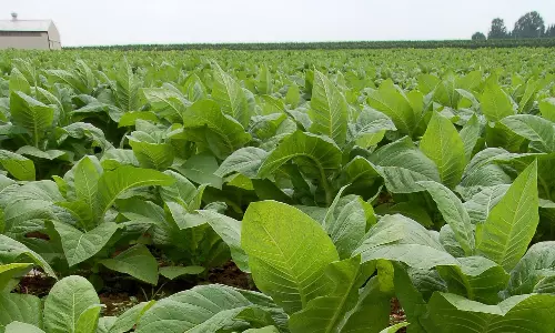 Tobacco farmers over the moon