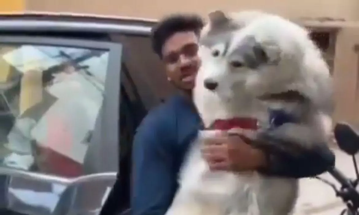 Injured Husky Blue returns home, Hyderabad Pet Owners,Call Out Animal Cruelty Injured Husky Blue returns home, Hyderabad Pet Owners,Call Out Animal Cruelty