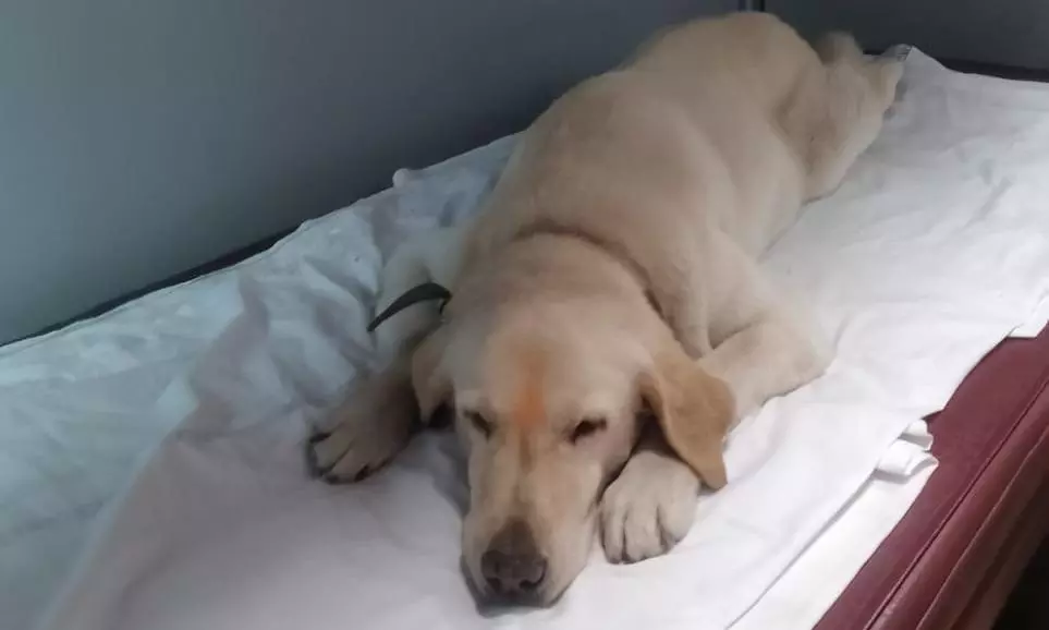 VIP Treatment: Army dog travels in AC first class after retirement