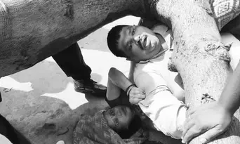 Man dies, wife suffers serious injuries after a massive tree falls on them at Bollarum Man dies, wife suffers serious injuries after a massive tree falls on them at Bollarum