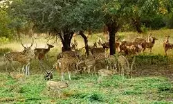 Oh deer! 80 hectares of Murgavani Park vanish