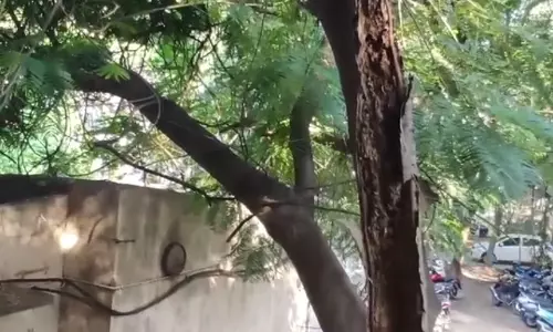 GHMC flooded with complaints about uprooted trees
