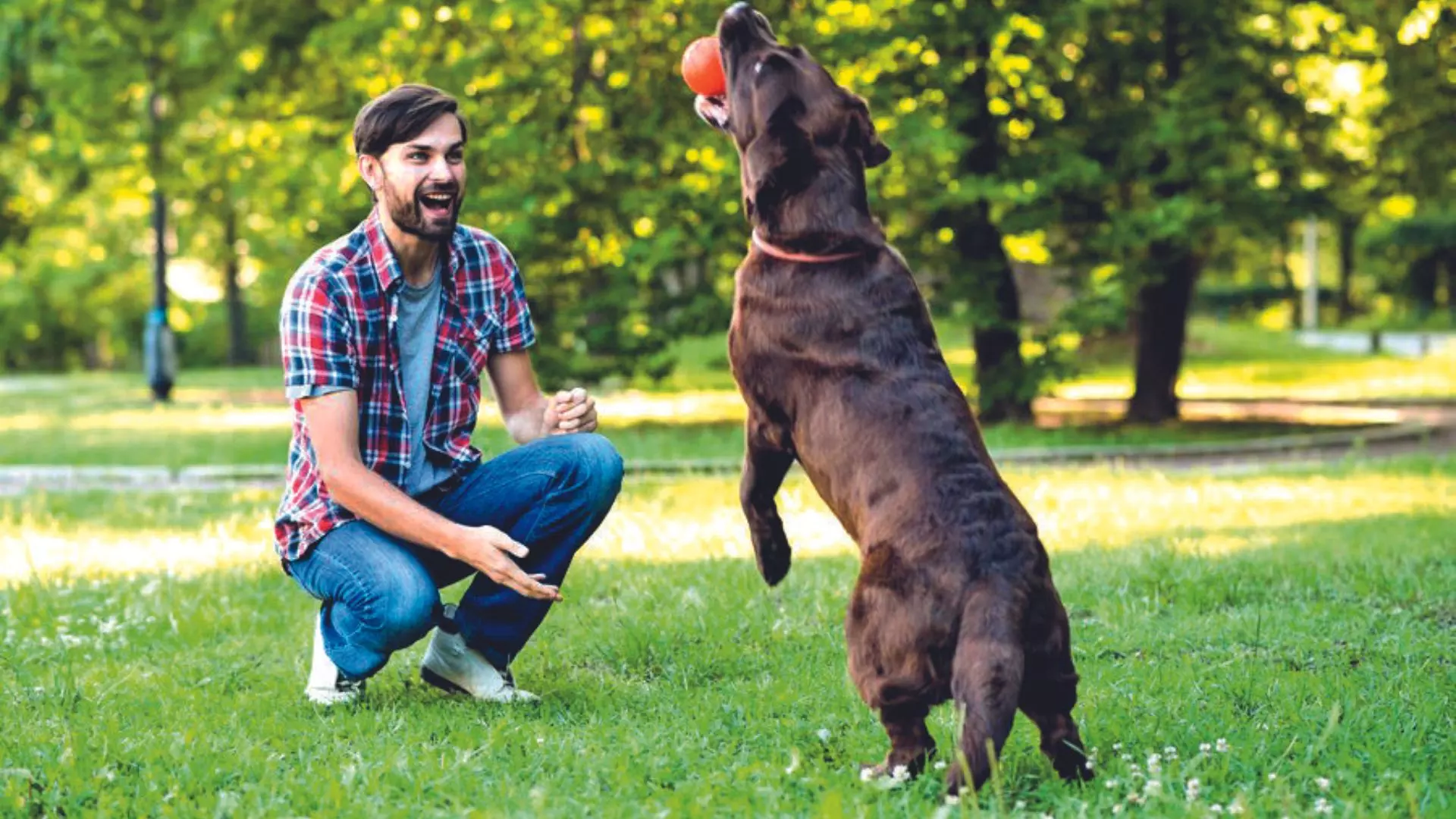 Unleashing dog’s Inner athlete