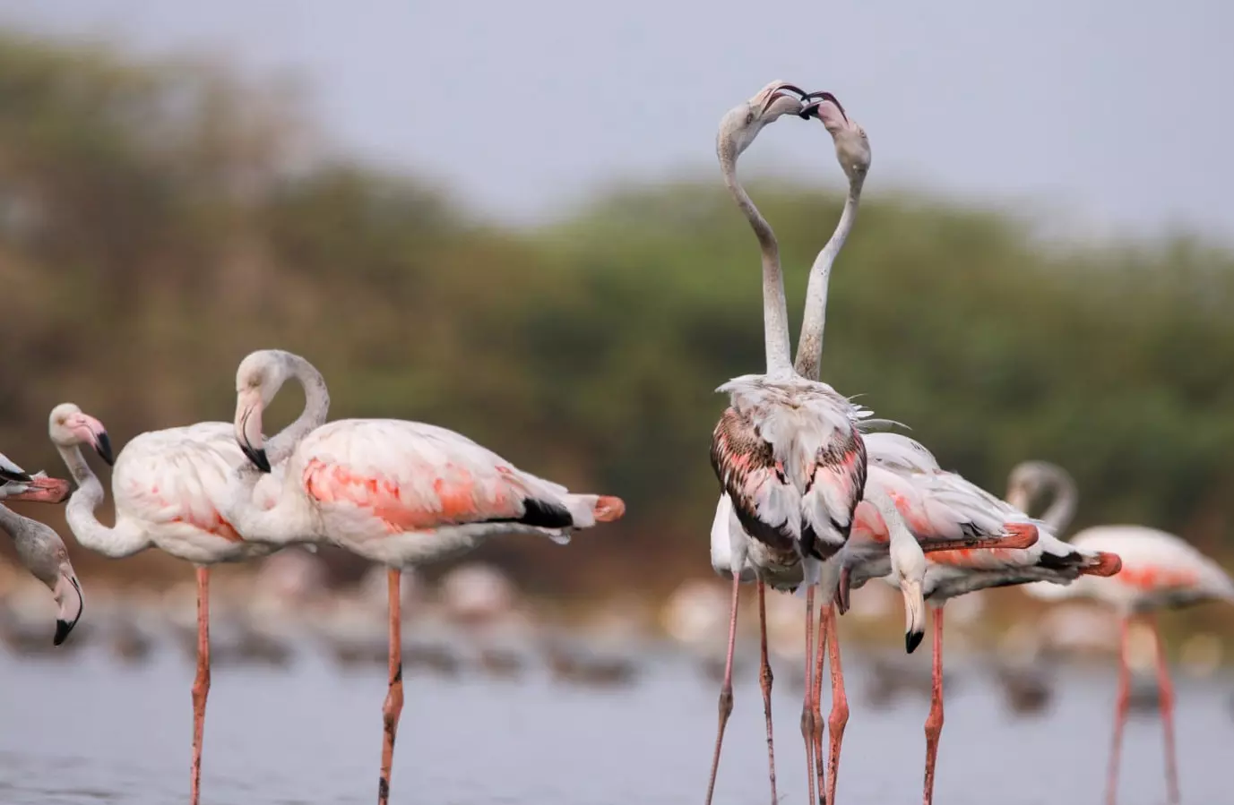 Rare sighting of numerous Greater Flamingos at Kolleru