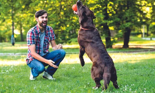 Unleashing dog’s Inner athlete