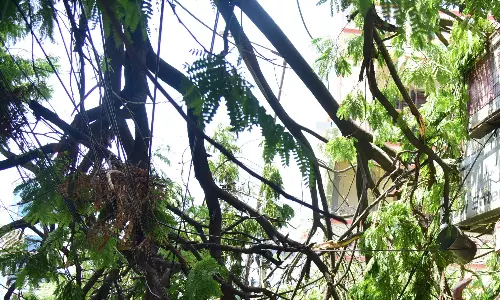 Hyderabad: Activists Want Action on Weak Trees