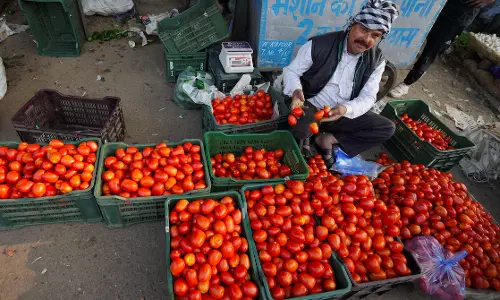 Windfall for Chittoor tomato farmers as prices surge