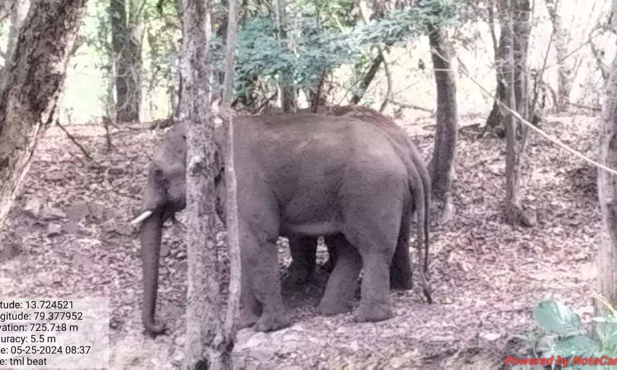 90-110 resident jumbos in Chittoor forests