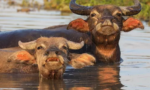 16 Oxen Found Dead in Container in Suryapet