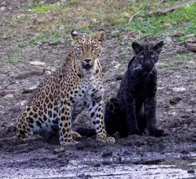MP: In rare sight, black panther cub seen with leopard mother in MP forest MP: In rare sight, black panther cub seen with leopard mother in MP forest