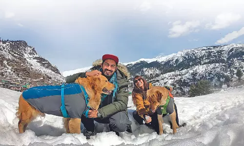 Purr-Fect Travel Mates Purr-Fect Travel Mates