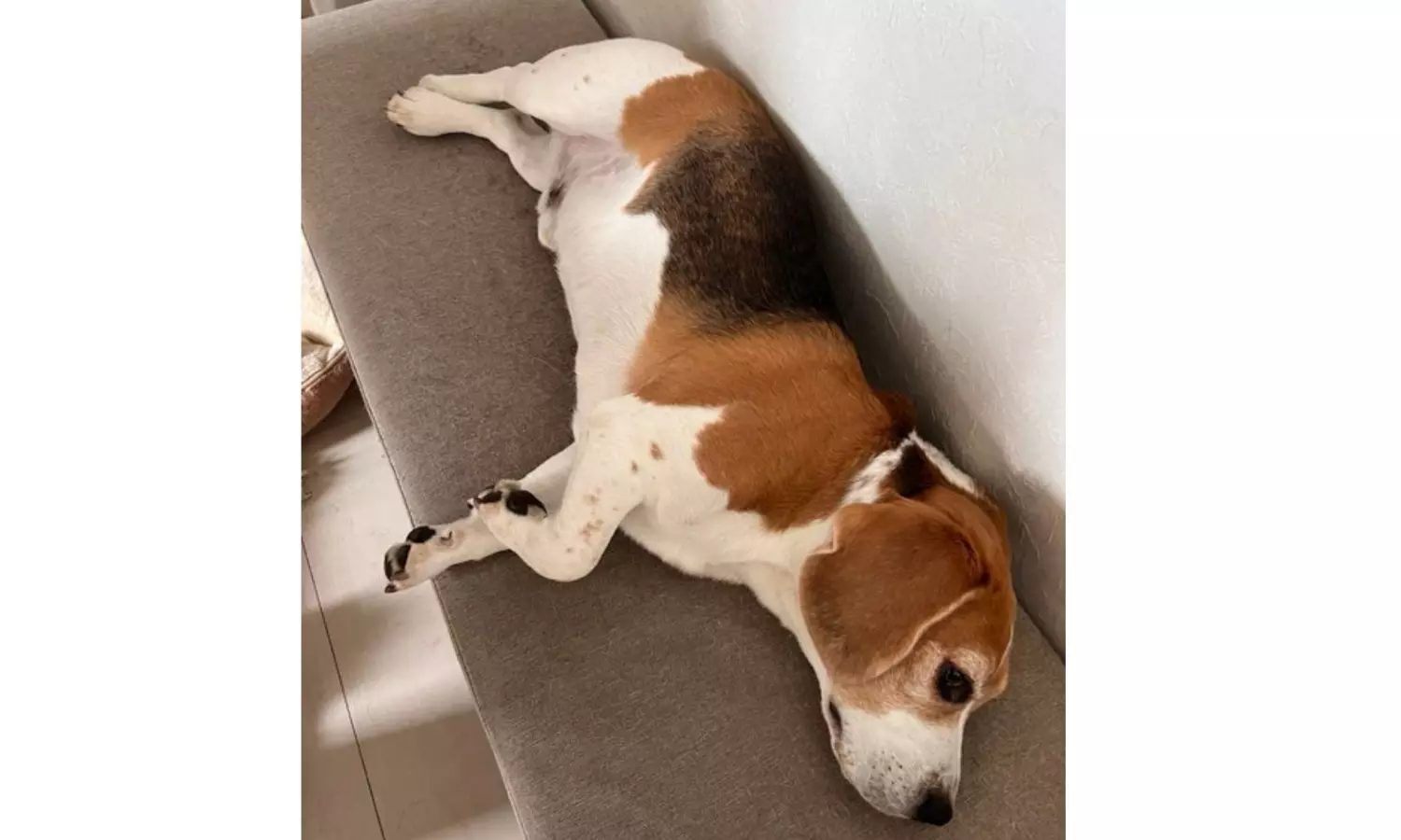 Dog Undergoes Indias First Private Minimally Invasive Heart Surgery