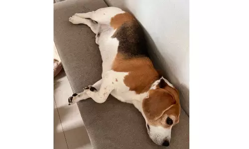 Dog Undergoes Indias First Private Minimally Invasive Heart Surgery