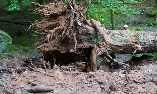 Hyderabad: Showroom Fined Rs 53K for Illegal Tree Felling