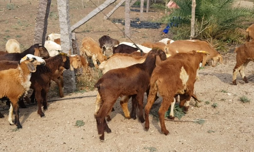 Chicken, Mutton Rates Go Up Ahead of Kanuma in AP