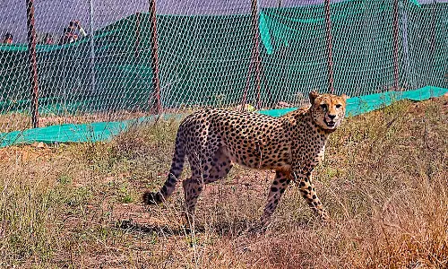 MP: Water Sprinkled on Kuno Cheetahs Through Pipelines to Protect Them From Heat