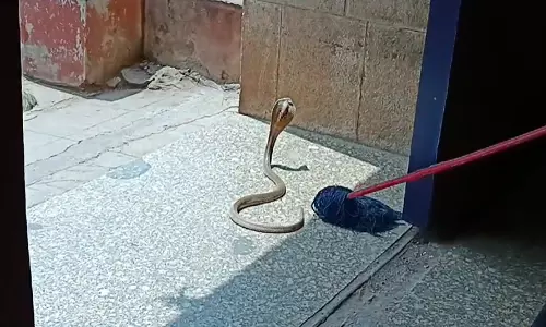 Snake menace at Osmania leaves students worried