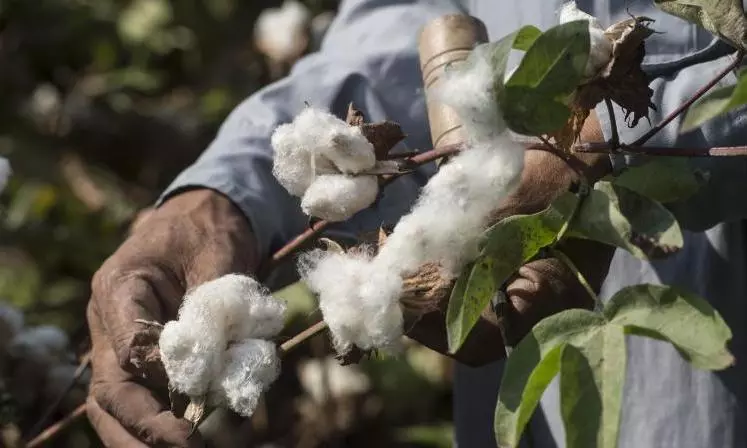 Adilabad farmers expect bumper cotton crops despite floods Adilabad farmers expect bumper cotton crops despite floods