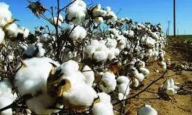 Areas of Kharif cotton in Adilabad dist to rise