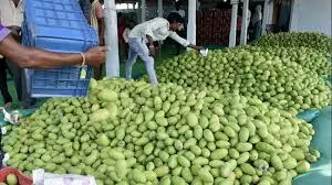 Raw mango market was quite satisfactory this season Raw mango market was quite satisfactory this season
