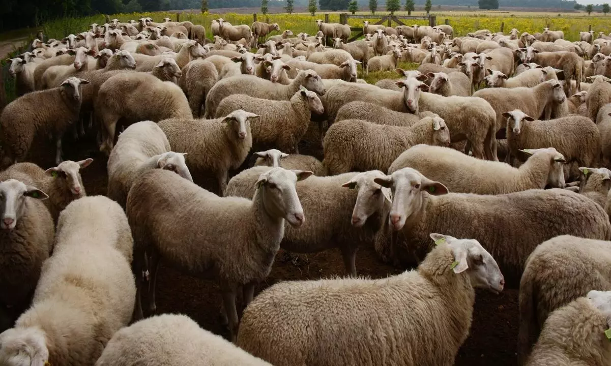 Rs 700 Crore Worth Sheep Scam Being Probed by ACB