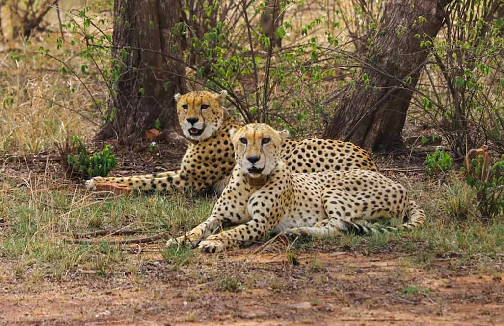 Preparations completed for cheetahs second home in MPs Gandhi Sagar Sanctuary Preparations completed for cheetahs second home in MPs Gandhi Sagar Sanctuary