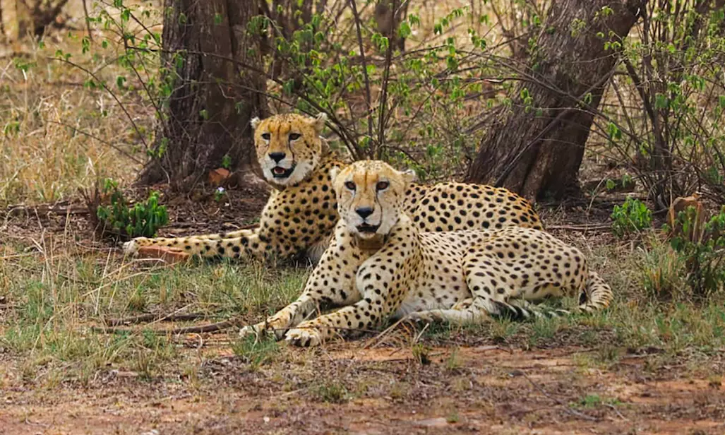 Preparations completed for cheetahs second home in MPs Gandhi Sagar Sanctuary