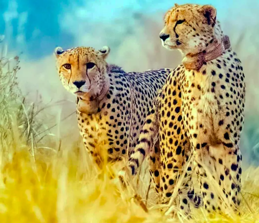 MP: Prey base in Kuno being improved to stop cheetahs from straying out MP: Prey base in Kuno being improved to stop cheetahs from straying out