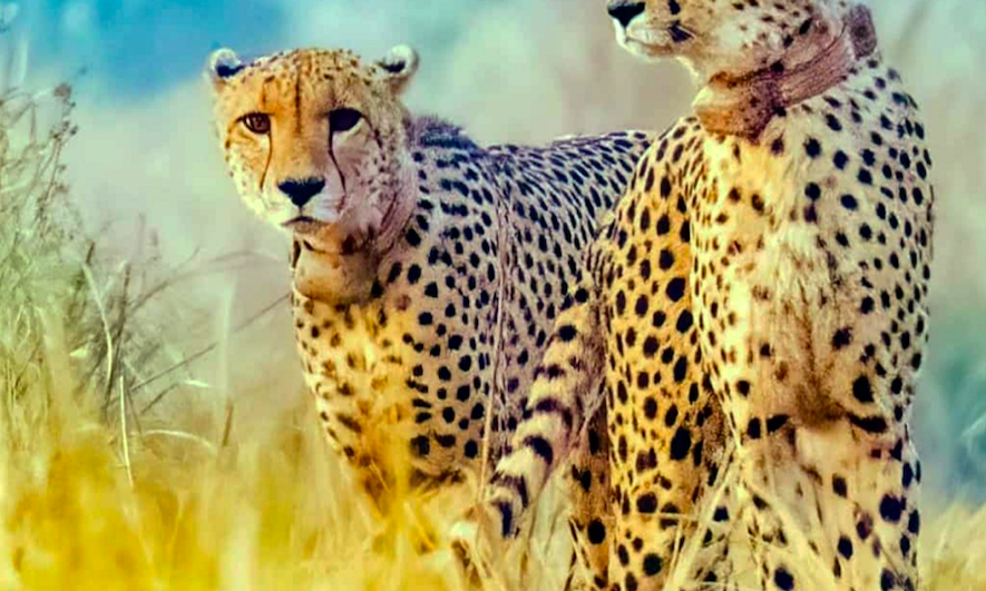 MP: Prey base in Kuno being improved to stop cheetahs from straying out