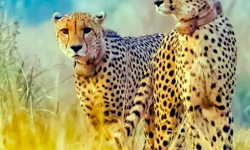 MP: Prey base in Kuno being improved to stop cheetahs from straying out