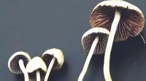 Spores to produce narcotic mushrooms sold online Spores to produce narcotic mushrooms sold online