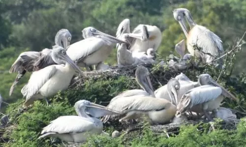 Water-Filled Vizag Ponds Turn Haven For Birds