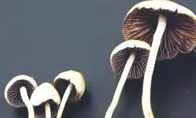 Spores to produce narcotic mushrooms sold online