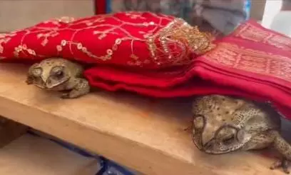 Frogs Married in Varanasi to Appease Rain Gods Frogs Married in Varanasi to Appease Rain Gods