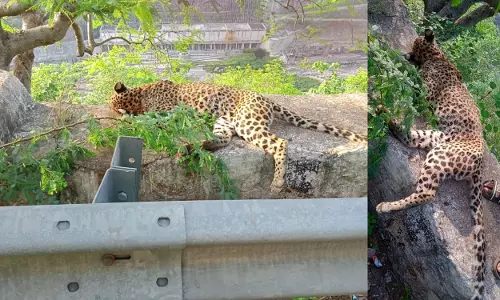 Young leopard found dead in Amrabad Tiger Reserve