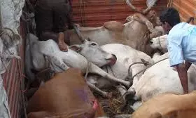 Slaughterhouses and Beef Shops to Stay Closed for Bakrid: GHMC