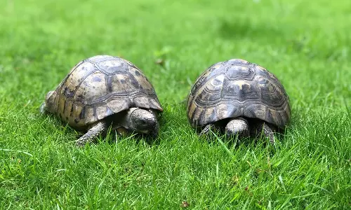 397 tortoises seized at Foulkspeta forest range