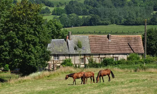 Fire at French Stud Farm Kills 70 Horses in Normandy
