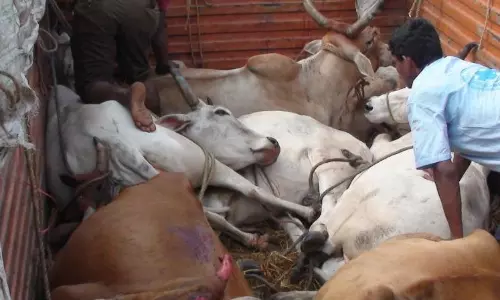 Accused in theft and slaughter of cattle in Honnavar station limits