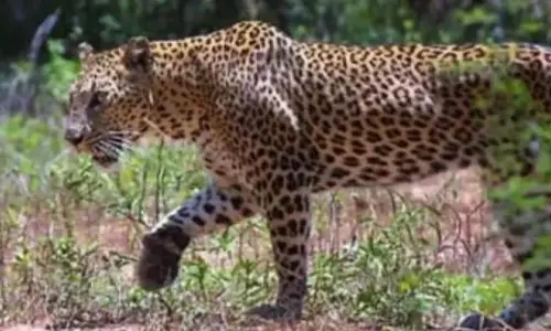 Telangana:: Leopard Causes Panic in Rajanna Sircilla